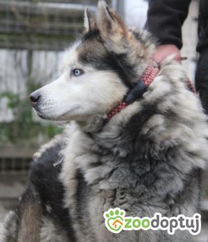 Do adopcji Nowy Dwór Mazowiecki