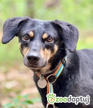 Do adopcji Warszawa