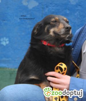 Do adopcji Nowy Dwór Mazowiecki