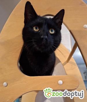 Do adopcji Cieszyn