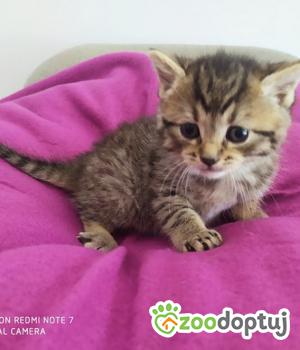 Do adopcji Kielce