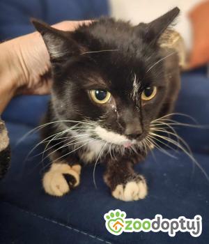 Do adopcji Gdańsk