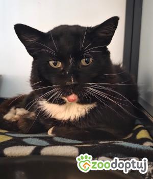 Do adopcji Cieszyn